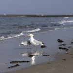 Möwen auf Wangerooge