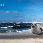 KI-generierte Robbe in den Wellen am Strand der Nordsee